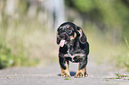 standing Dachshund-Mongrel Puppy