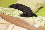 lying Dachshund-Mongrel Puppy