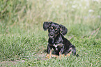 sitting Dachshund-Mongrel Puppy