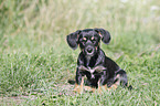 sitting Dachshund-Mongrel Puppy