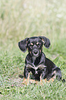 sitting Dachshund-Mongrel Puppy
