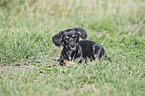 lying Dachshund-Mongrel Puppy