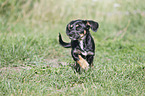 running Dachshund-Mongrel Puppy