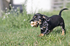running Dachshund-Mongrel Puppy
