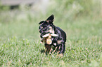 running Dachshund-Mongrel Puppy