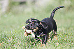 walking Dachshund-Mongrel Puppy