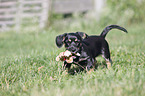 walking Dachshund-Mongrel Puppy