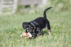 playing Dachshund-Mongrel Puppy