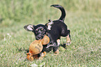 running Dachshund-Mongrel Puppy