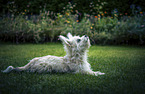 lying Chihuahua-Maltese-Mongrel