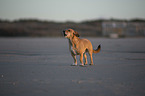 Dachshund-Mongrel on the beach