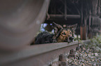 lying Australian-Shepherd-Border-Collie-Mongrel