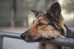 Australian-Shepherd-Border-Collie-Mongrel