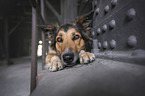 lying Australian-Shepherd-Border-Collie-Mongrel