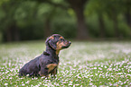 young Dachshund-Mongrel