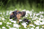 young Dachshund-Mongrel