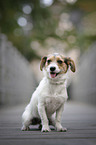 sitting Jack-Russell-Maltese