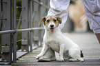 sitting Jack-Russell-Maltese