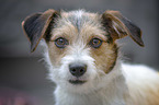 Jack-Russell-Maltese Portrait