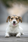 lying Jack-Russell-Maltese