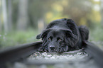 lying Labrador-Retriever-Mongrel