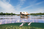 Labrador-Retriever-Mongel in the water