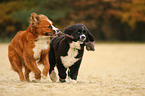 Bernese-Mountain-Dog-Mongrel and Newfoundlander-Mongrel