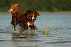 Saint-Bernard-Bernese-Mountain-Dog