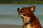 Saint-Bernard-Bernese-Mountain-Dog