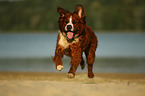 Saint-Bernard-Bernese-Mountain-Dog