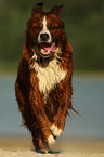 Saint-Bernard-Bernese-Mountain-Dog