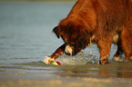 Saint-Bernard-Bernese-Mountain-Dog