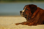 Saint-Bernard-Bernese-Mountain-Dog