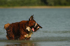 Saint-Bernard-Bernese-Mountain-Dog