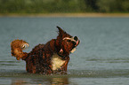 Saint-Bernard-Bernese-Mountain-Dog