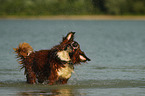 Saint-Bernard-Bernese-Mountain-Dog