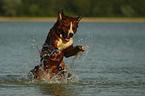Saint-Bernard-Bernese-Mountain-Dog