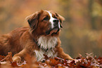 Saint-Bernard-Bernese-Mountain-Dog