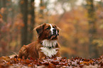 Saint-Bernard-Bernese-Mountain-Dog