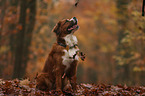 Saint-Bernard-Bernese-Mountain-Dog