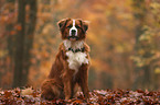 Saint-Bernard-Bernese-Mountain-Dog