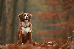 Saint-Bernard-Bernese-Mountain-Dog