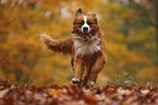 Saint-Bernard-Bernese-Mountain-Dog