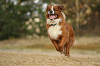 Saint-Bernard-Bernese-Mountain-Dog