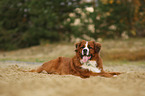 Saint-Bernard-Bernese-Mountain-Dog