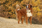 Saint-Bernard-Bernese-Mountain-Dog