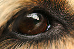 dog eye