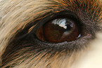 dog eye