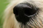 dog nose