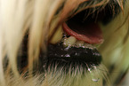 dog's snout